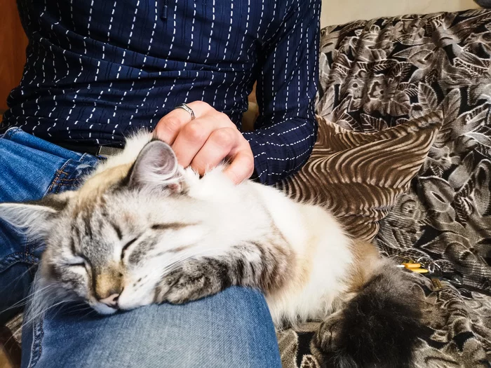 Syomka - My, cat, Kittens, Animals, Kindness, Milota, beauty, Longpost
