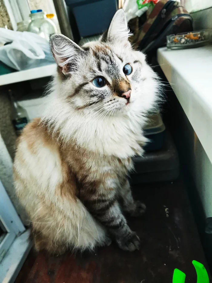 Syomka - My, cat, Kittens, Animals, Kindness, Milota, beauty, Longpost