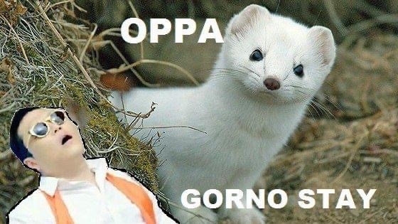 Gimme 2012 :) - Repeat, Ermine, Gangamstyle, Picture with text, Gangnam style
