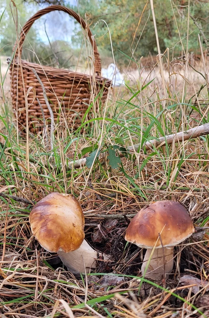 Today only white! - My, Silent hunt, Mushrooms, Mushroom pickers, Autumn, Longpost, Saxony-Anhalt