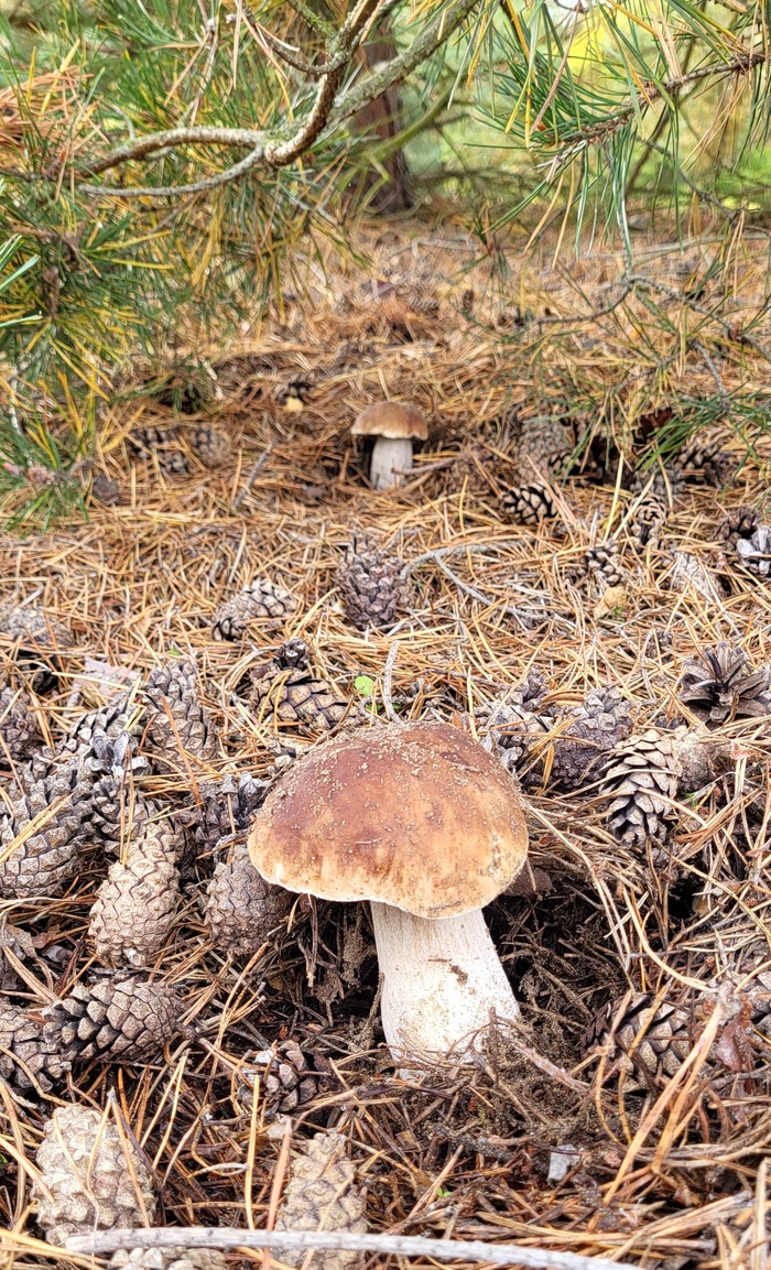 Сегодня только белые! Тихая охота, Грибы, Грибники, Осень, Длиннопост, Германия, Саксония-ангальт