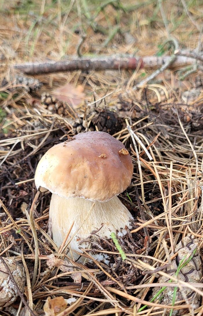 Сегодня только белые! Тихая охота, Грибы, Грибники, Осень, Длиннопост, Германия, Саксония-ангальт