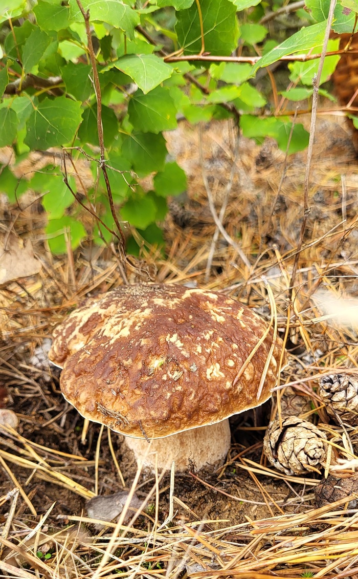 Сегодня только белые! Тихая охота, Грибы, Грибники, Осень, Длиннопост, Германия, Саксония-ангальт