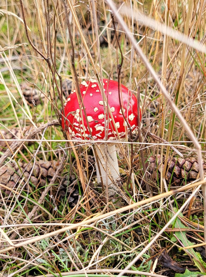 Сегодня только белые! Тихая охота, Грибы, Грибники, Осень, Длиннопост, Германия, Саксония-ангальт