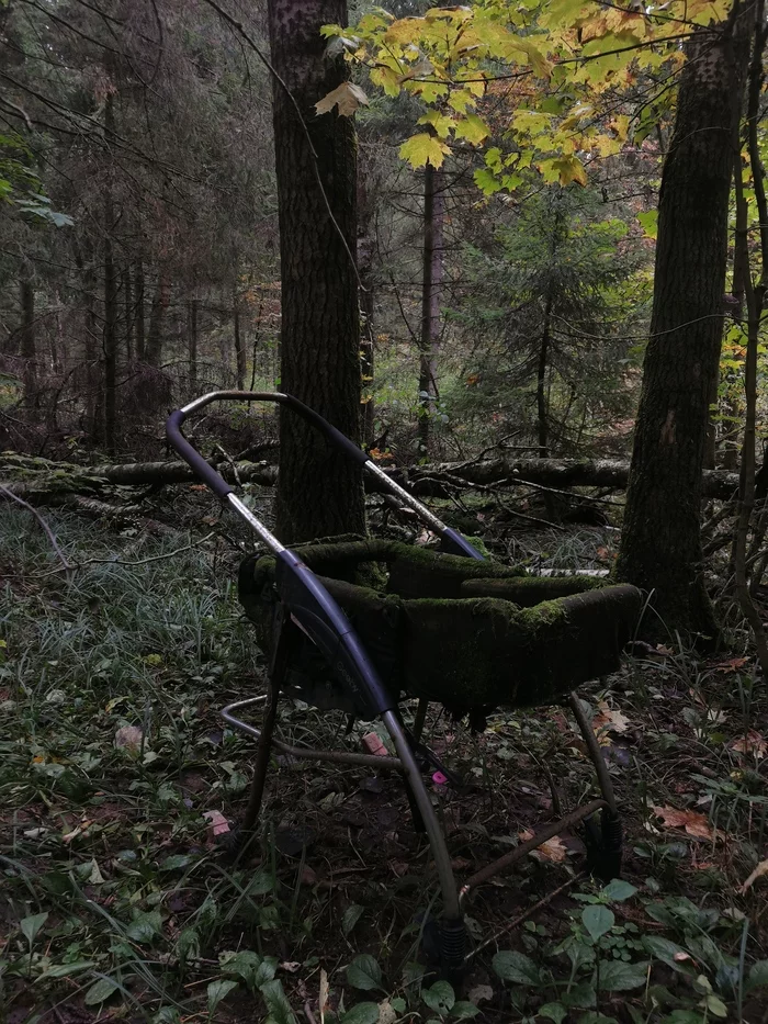 Somewhere in the suburbs - My, Forest, Landscape, Подмосковье, Stroller, Moss, The photo