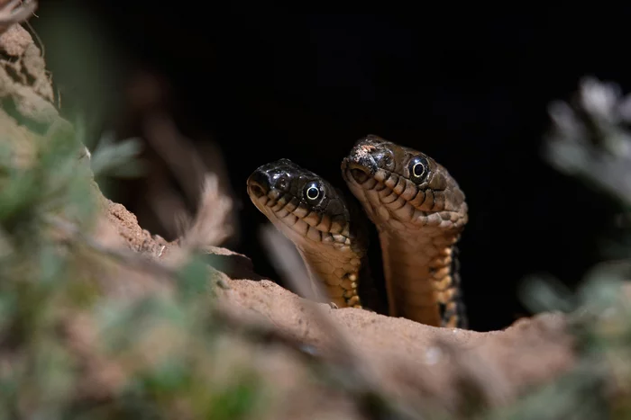 Everyone is drawn to warmth and light - Already, Snake, Reptiles, Wild animals, wildlife, Spring, April, Astrakhan Region