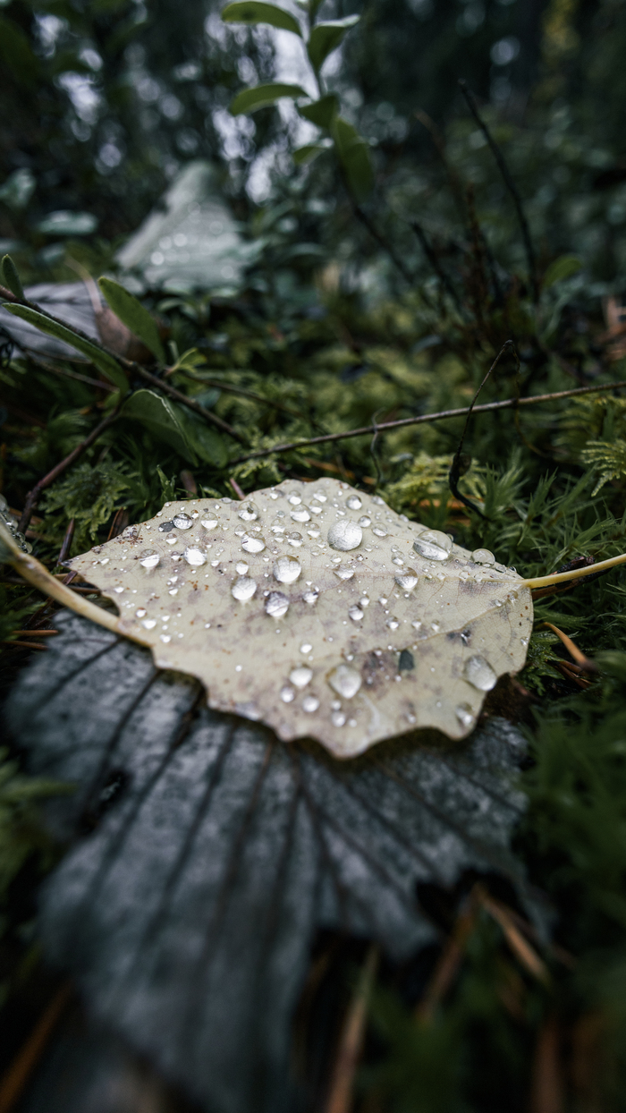 ������� ��� ������