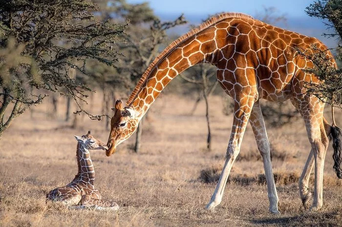 mother and child - Giraffe, Artiodactyls, Mammals, Animals, wildlife, Nature, Reserves and sanctuaries, South Africa, The photo, Young