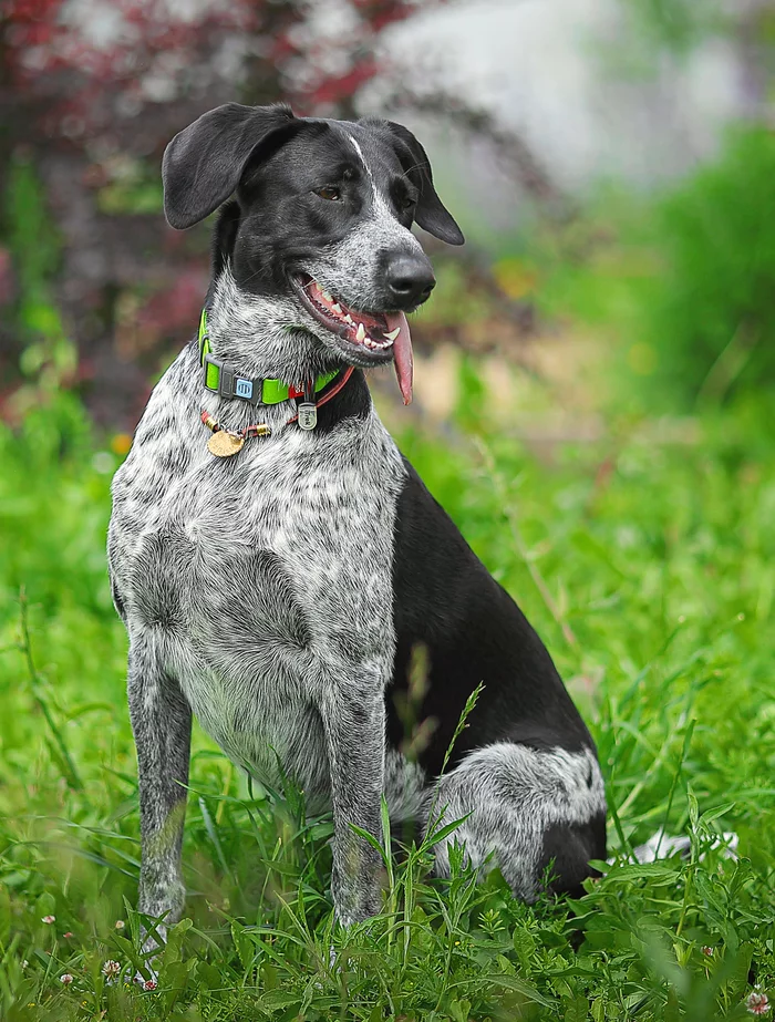 Shelby. - My, Animal shelter, In good hands, The rescue, Helping animals, Homeless animals, Veterinary, Volunteering, Help, Animal Rescue, Dog, Shelter, No rating, Moscow, Moscow region, Longpost