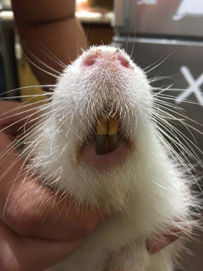 Nutria as a pet-3: an urgent question for seasoned - Teeth, Dentistry, Pets, Nutria, Veterinary