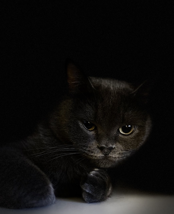 Ночной кот с волосатым носиком
