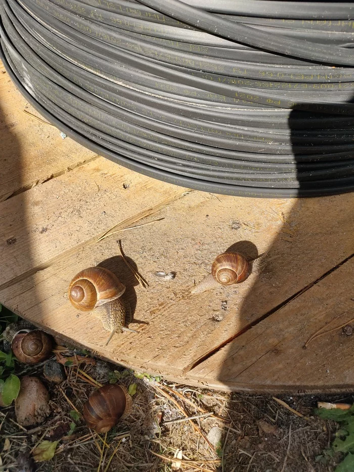 Snails in your tape) - My, Mobile photography, Snail, Longpost