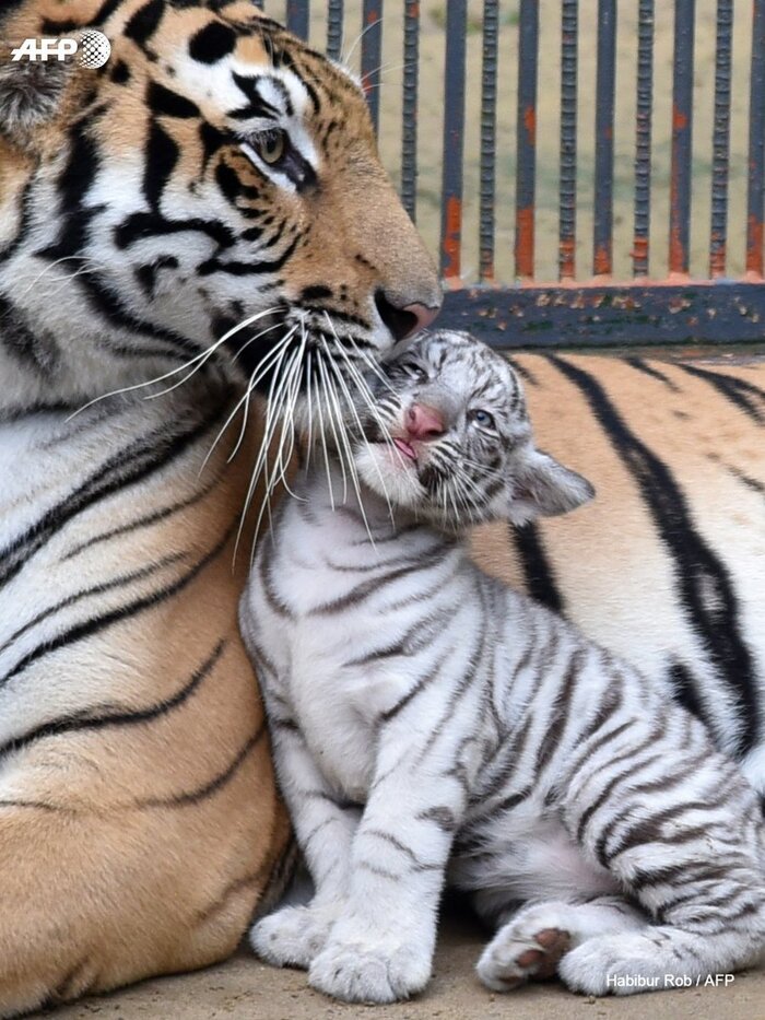 Мяу Тигр, Милота, Большие кошки, Дикие животные, Тигрята, Детеныш, Фотография