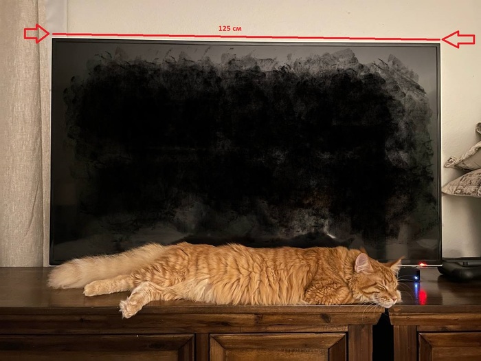 Бонифаций. Измерение кота телевизором Кот, Мейн-кун, Рыжие