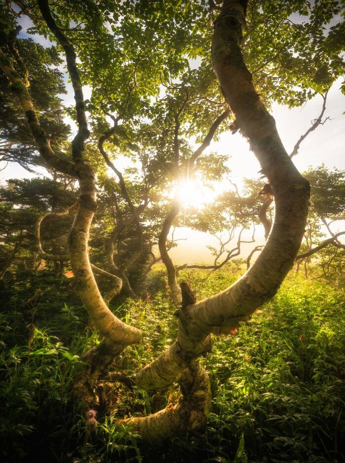Amazing tree shapes in the South Kuriles, Shikotan Island - My, Crossposting, Pikabu publish bot, Longpost, South Kurils, Tree, Shikotan, Nature