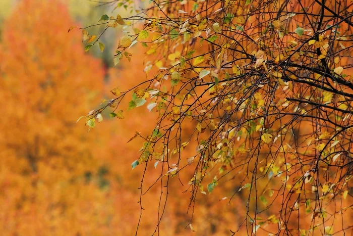 gold autumn - My, Autumn, Canon 1100d, The photo, Nature