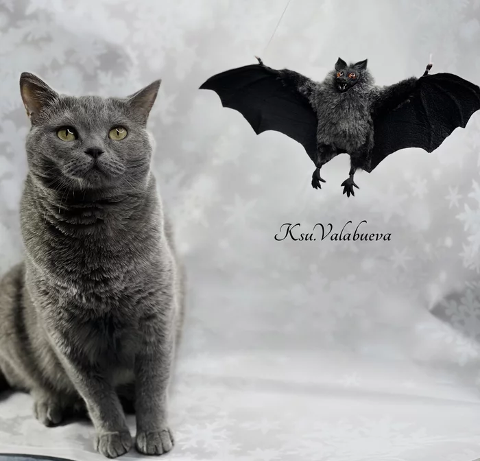 Bat and cat - My, Polymer clay, Artificial fur, Toys, Handmade, Bat, With your own hands, Needlework, Needlework without process, Longpost, British cat, cat, Halloween