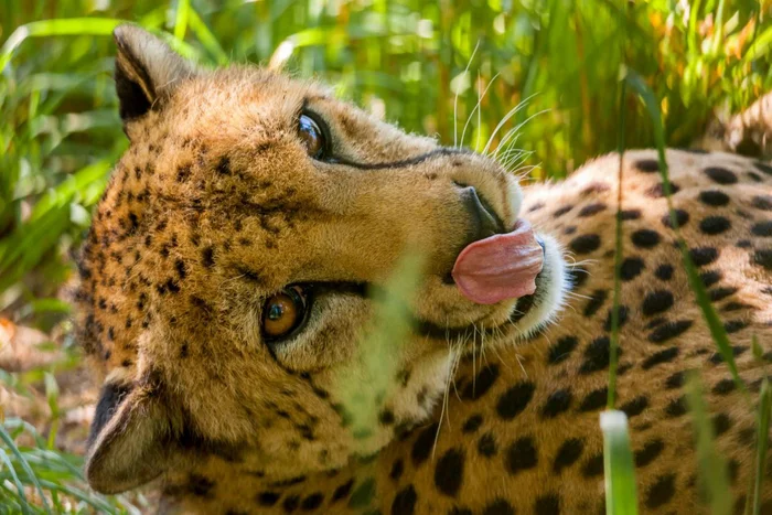 October 4 - World Animal Protection Day - Wild animals, Animal protection, Protection Day, Holidays, Moscow region, Volokolamsk district, Longpost