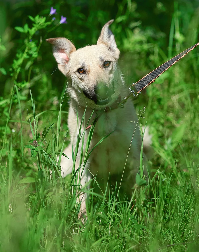 Bern. - My, Animal shelter, In good hands, Helping animals, Homeless animals, The rescue, Help, Animal Rescue, Veterinary, Dog, Shelter, Moscow, Moscow region, No rating, Longpost