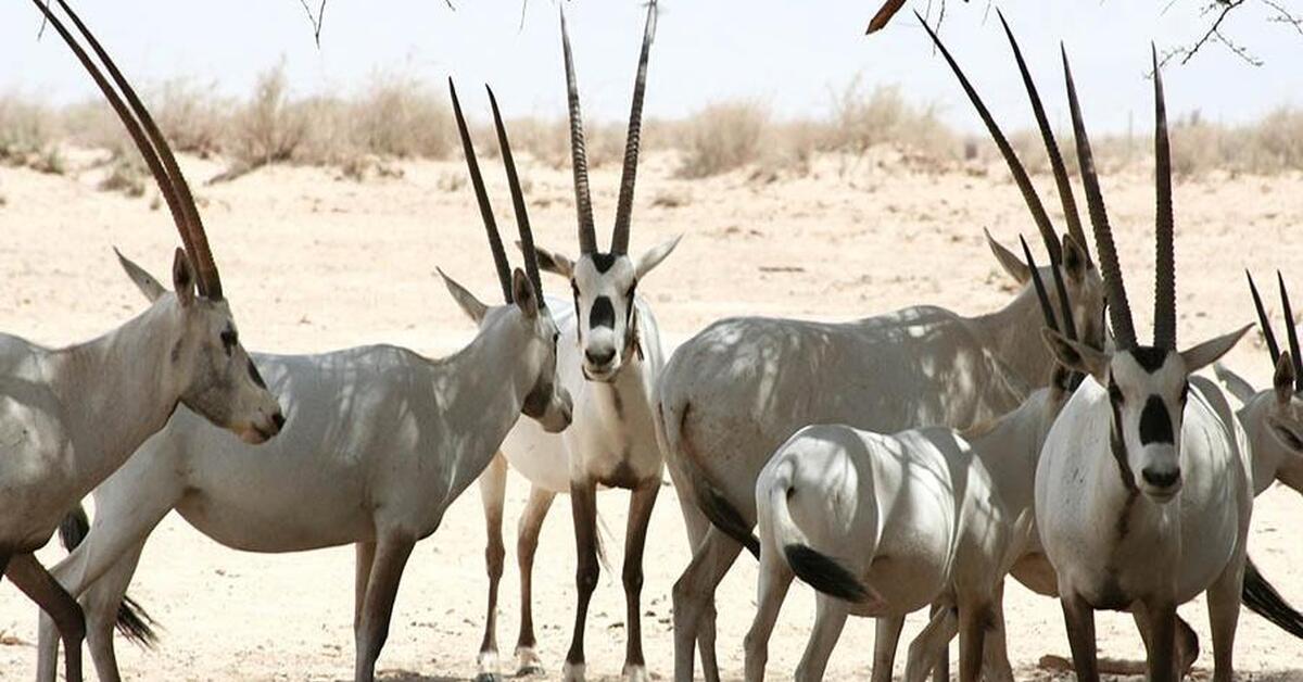 Саблерогая антилопа из африки. Аравийская антилопа Орикс. Аравийский, или белый, Орикс (Oryx leucoryx). Аравийский Орикс животное. Белый Аравийский Орикс.