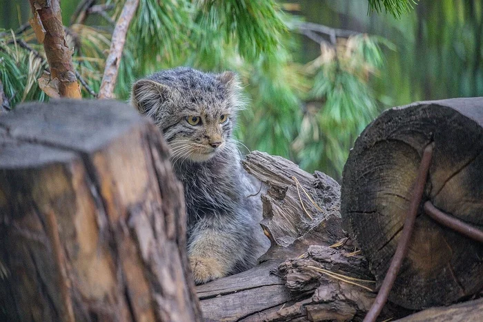 Brutal cat - brutal couch - Pallas' cat, Pet the cat, Small cats, Cat family, Fluffy, Wild animals, The photo