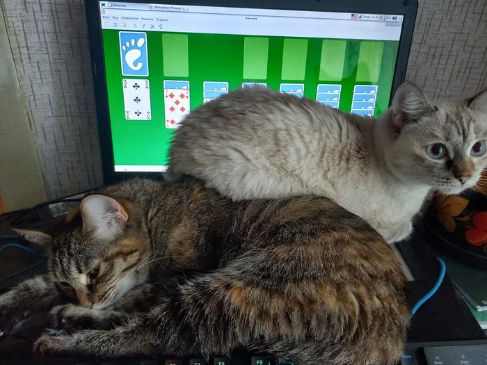 Winter Is Coming. The battle for laptop space has begun! - My, Small cats, The winter is coming, cat