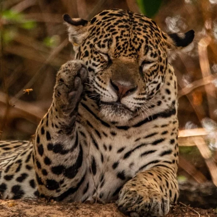 Bee, don't interfere - Jaguar, Big cats, Cat family, Mammals, Bees, Insects, Animals, Wild animals, wildlife, Nature, South America, The photo