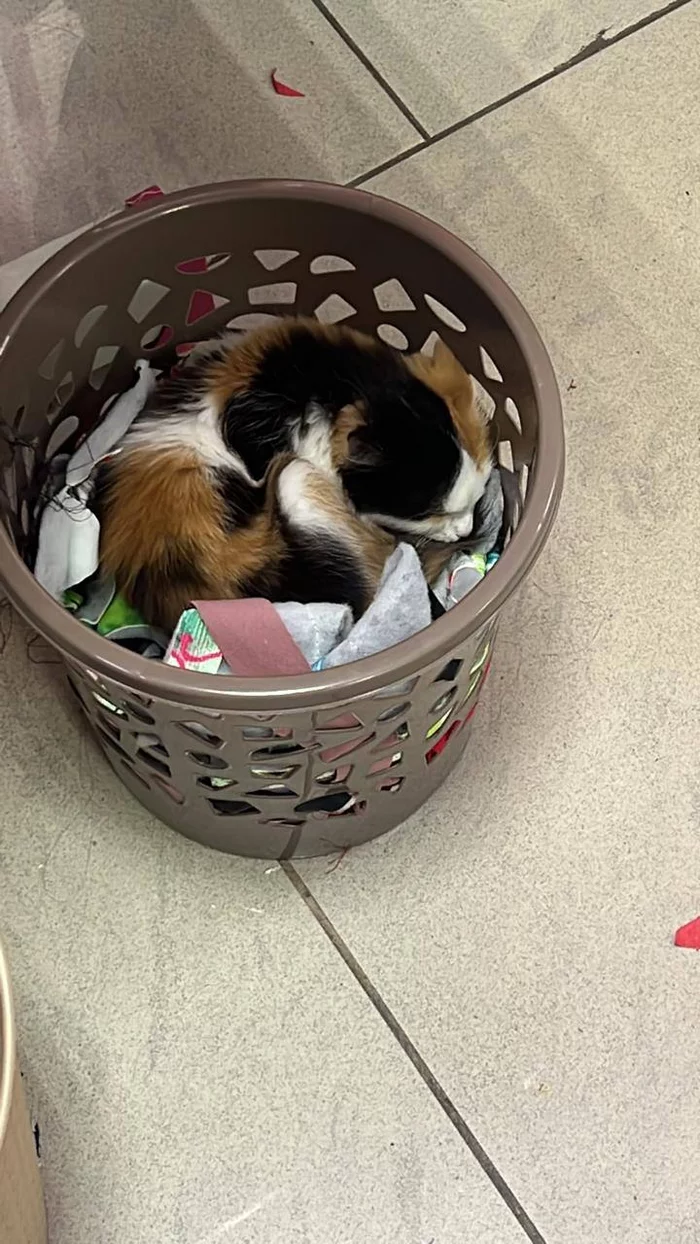 A cat in an office bin, as a state of mind - My, cat, Tricolor cat, Rhyme, Вижу рифму