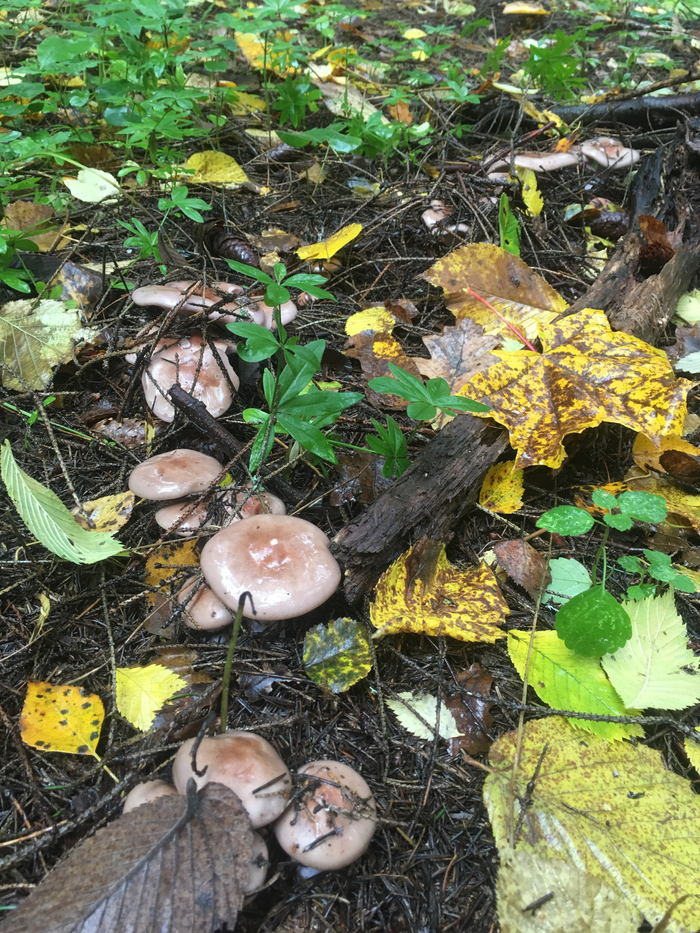 Кто не пробовал?! Советую!! Рядовка фиолетовая