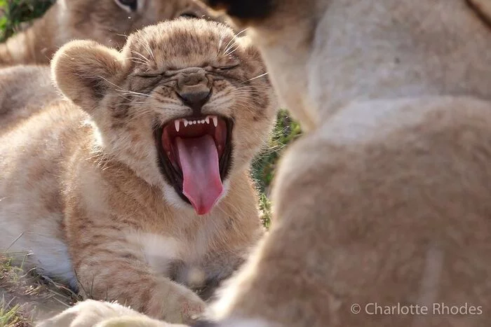 Why did you wake up? - a lion, Rare view, Big cats, Cat family, Mammals, Animals, Wild animals, wildlife, Nature, Reserves and sanctuaries, Masai Mara, Africa, The photo, Lion cubs, Yawn, Predatory animals