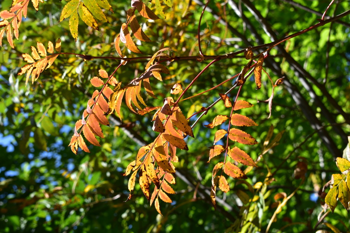 Осень- пора гербария 