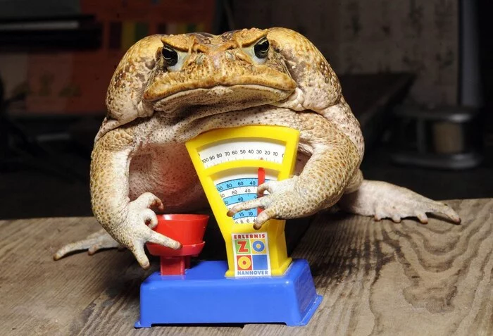 A little more hung, leave? - Toad, It Is Wednesday My Dudes, Wednesday