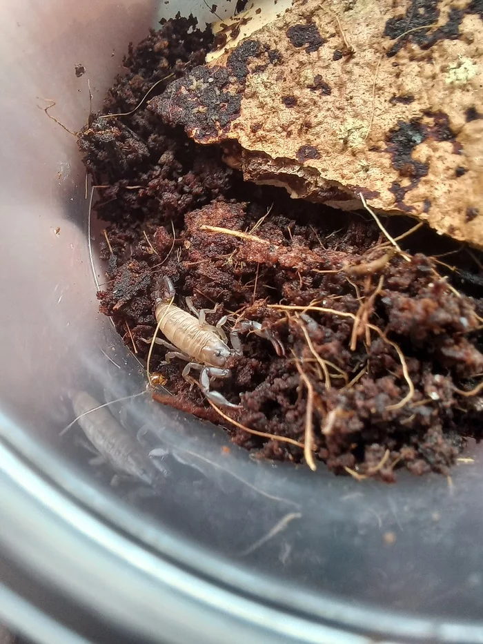 food - My, Pets, The photo, Spider, Scorpions, Scolopendra, Centipede, Feeding, Video, Soundless, Vertical video, Longpost