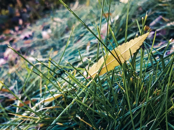 Autumn - My, Mobile photography, Samsung Galaxy S8, Autumn