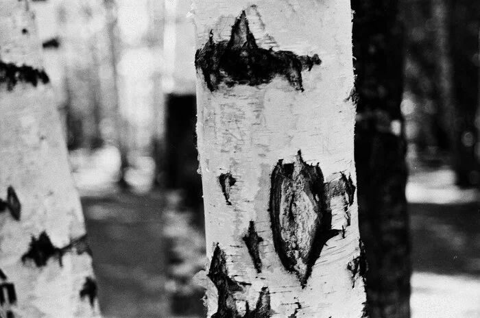 native birches - My, Black and white photo, camera roll