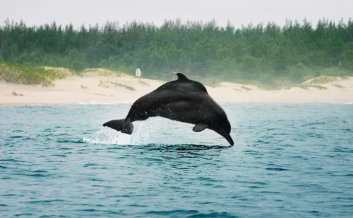 West African dolphin - Marine life, Dolphin, Ocean, Cetaceans
