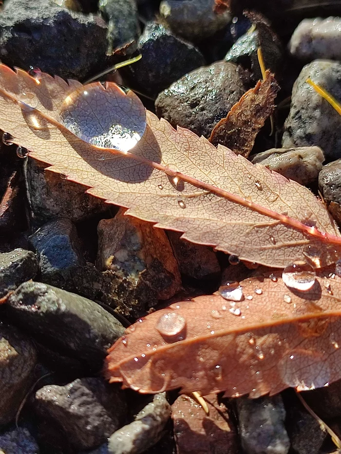 Autumn drops - My, Autumn, Leaves, Drops, Beautiful, Macro photography, The photo