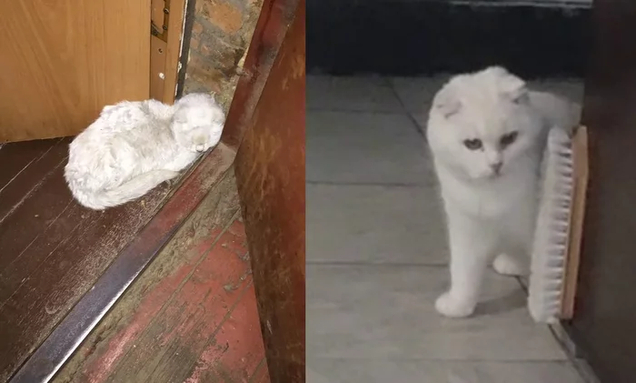 Greetings from home from the (formerly) skeleton fold, and now the beauty of Yuki - My, cat, Animal Rescue, The strength of the Peekaboo, Paws, Helping animals, It Was-It Was, Dacha, Winter, Video, Youtube, Longpost, Vertical video