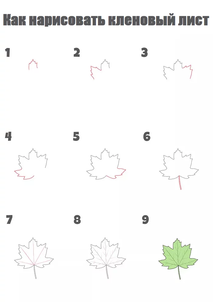 How to draw a maple leaf step by step - Maple Leaf, Leaves, Nature, Creation, Painting, Drawing, Drawing process, Digital, Art, Digital drawing, Drawing lessons, Tutorial