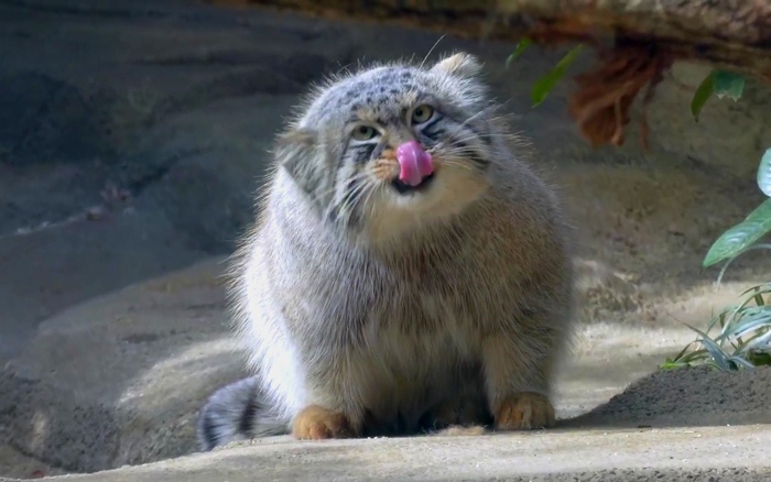 ����� shinjik � ������, ���� � ���!�