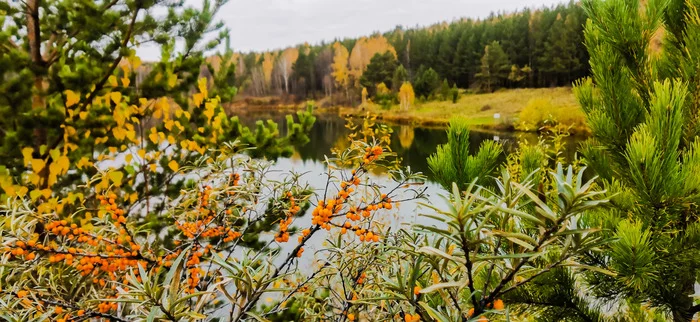 Autumn - My, The photo, Mobile photography, Landscape, Forest, Berries, beauty, Autumn, Car