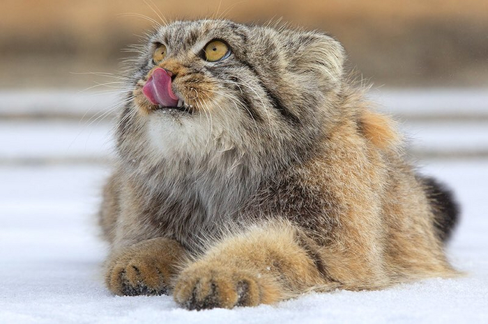 ����� khe.khe � ������, ���� � ���!�