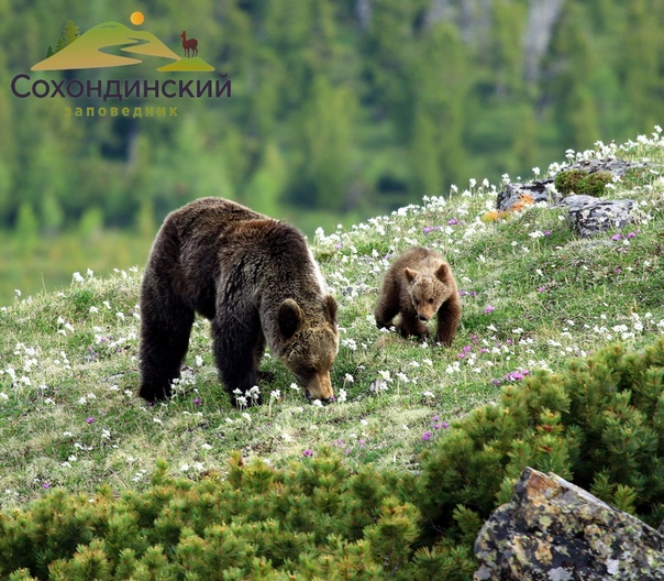 Среди животных тоже есть "учителя"!