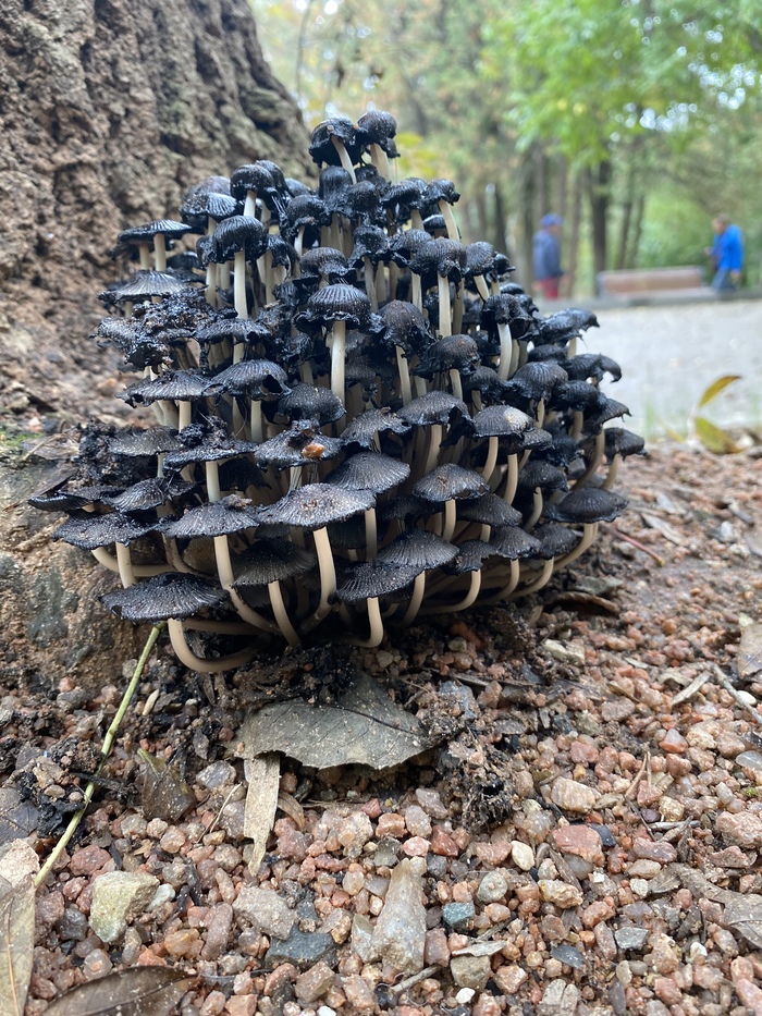 ������������� ��������� ������ ����� � �����������