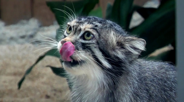 ����� shinjik � ������, ���� � ���!�