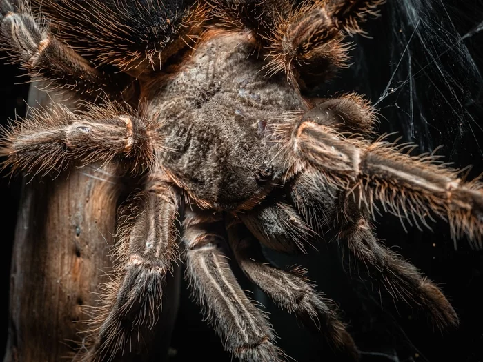 Angarsk tarantula - My, The photo, Macro photography, Spider, Bird spiders, Longpost