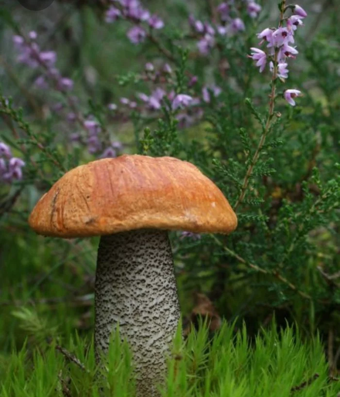 Let's share mushrooms?)) - My, Forest, Harvest, Mushrooms, Mushroom pickers, Autumn