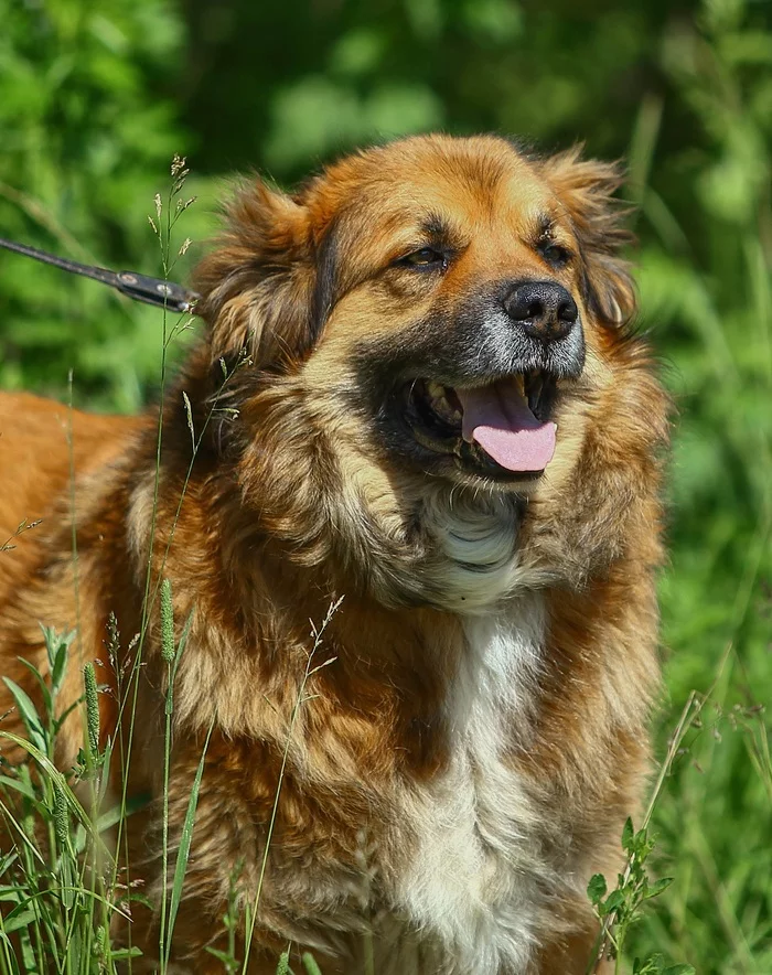 Burash. Big, cool and absolutely sunny dog - My, Animal shelter, In good hands, The rescue, Volunteering, Helping animals, Homeless animals, Veterinary, Animal Rescue, Dog, Shelter, Moscow, Moscow region, No rating, Longpost, The strength of the Peekaboo