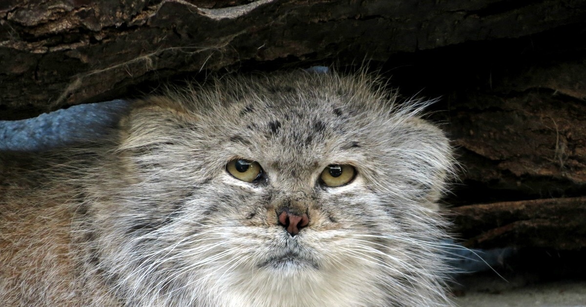 Манула кошка домашняя. Кот Манул. Дикий кот Манул котята. Манул и тигр. Манул Забайкальский.