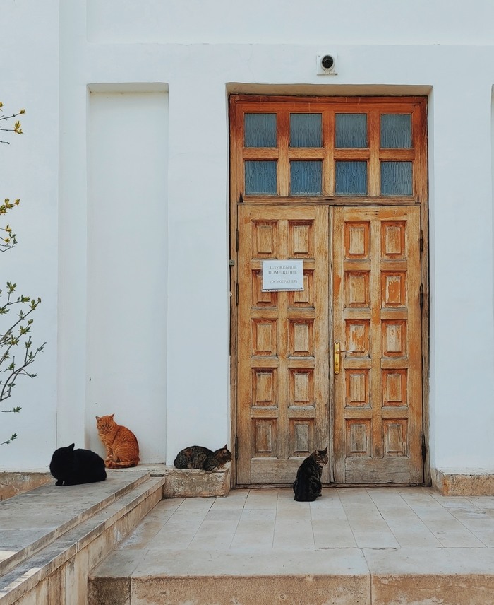 Делюсь своими фотками Мобильная фотография, Фотограф, Фотография, Длиннопост, Путешествия, Кот